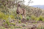 Miniatura para Odocoileus peruvianus