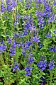 Veronica austriaca subsp. teucrium