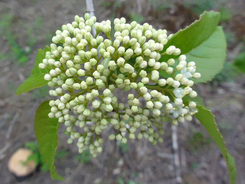 File:Viburnum lentago SCA-03046.jpg