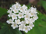 Viburnum rafinesqueanum, or downy arrowwood flower close up