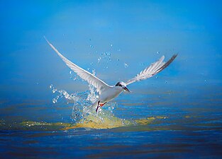 Whiskered tern at Cagayan de Oro City. Photograph: Kirkamon (CC BY-SA 4.0)