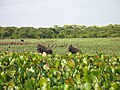 Wasserschweine und Gänse (Los Llanos)