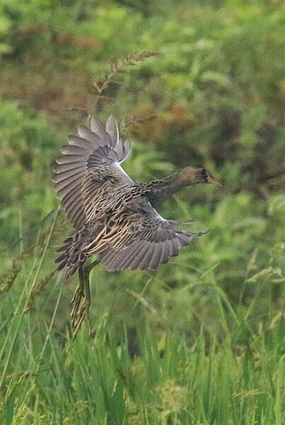 File:Watercock (Gallicrex cinerea) back view.jpg