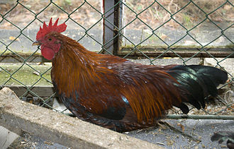 Bantam cock Welsummer Bantam Cockerel.jpg