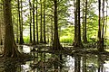 Wetland near La Grange