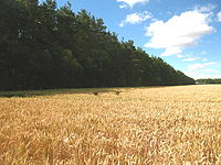 Wheat field at Hirsel Law, north of Coldstream Wheat Field - geograph.org.uk - 211895.jpg