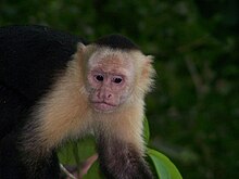In Manuel Antonio National Park, Costa Rica White-faced capuchin monkey 4.jpeg