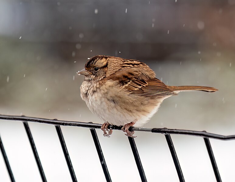 File:White-throated sparrow in the snow (90645).jpg