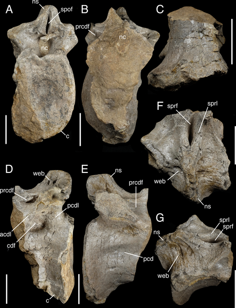 File:White Rock spinosaurid anterior caudal vertebra.png