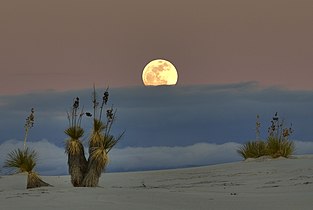 Yucca elata and moon