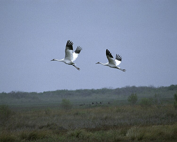 File:Whooping cranes over Aransas Refuge (5120922351).jpg