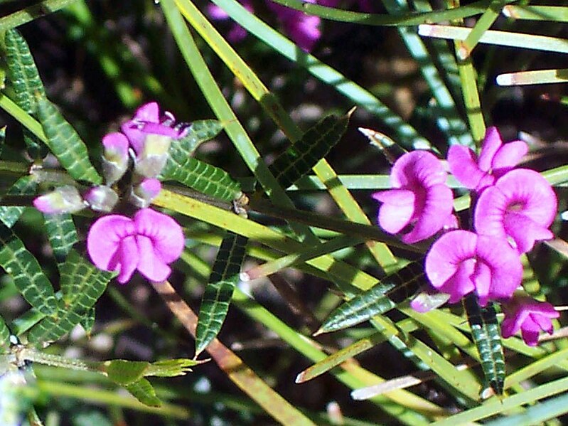 File:Wildflower Morton National Park.JPG