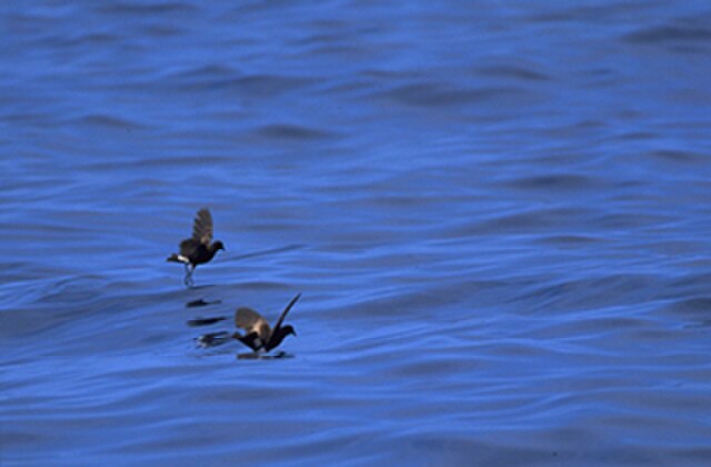 Wilson's storm petrels pattering on the water's surface