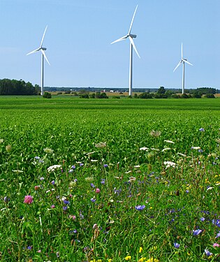 Flowers in the wind