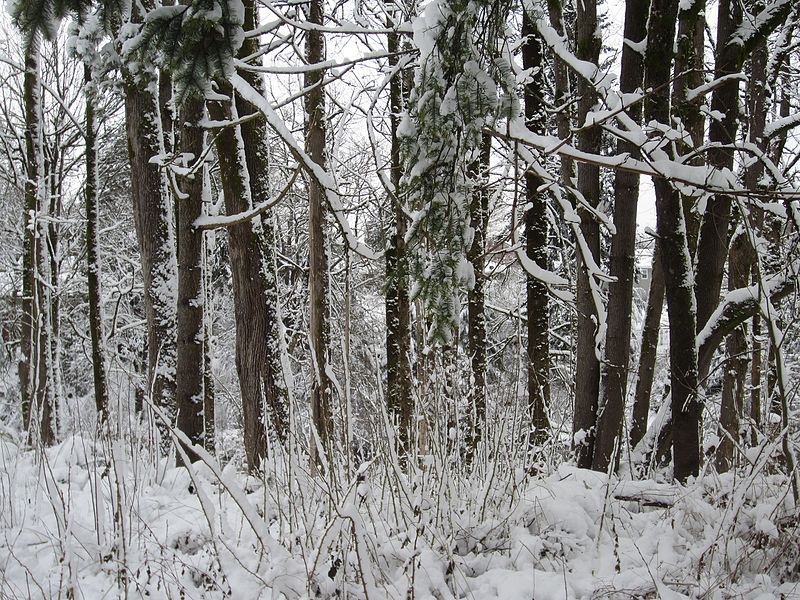 File:Winter storm, January 2017, southeast Portland, Oregon - 25.jpg