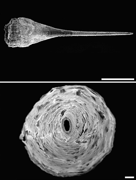 File:Xerarionta kellettii SEM dart.jpg