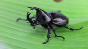 קובץ: Xylotrupes socrates (חיפושית קרנף סיאמי). Webm