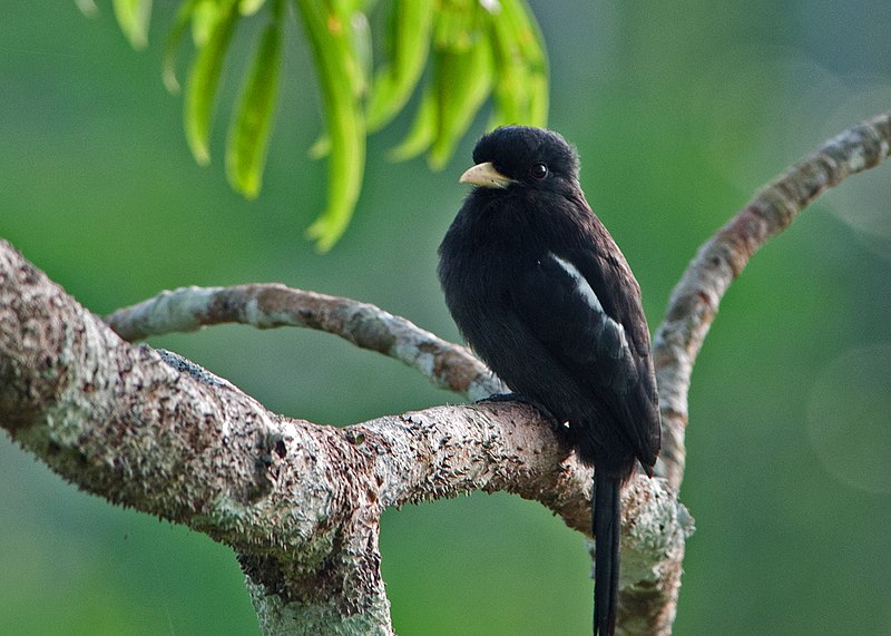 File:Yellow-billed Nunbird.jpg