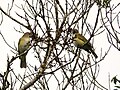 Thumbnail for File:Yellow-green vireos (26996122558).jpg