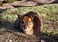 Young Reeves's Muntjac, Prague zoo.jpg