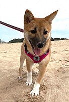 Shiba Inu: Penampilan, Perangai, Sejarah