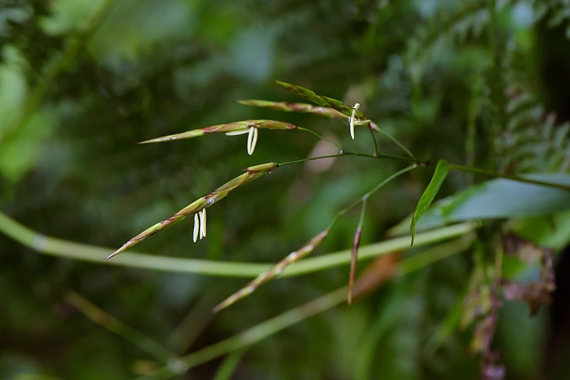 File:Yushania niitakayamensis flowering branchlets.jpg