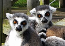 Two ring-tailed lemurs (Lemur catta) at the Magnetic Hill Zoo. Zaboomafoo at magnetic hill zoo.jpg