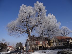 Zbużany