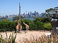Giraffes in Taronga Zoo & Sydney's skyline in the background.