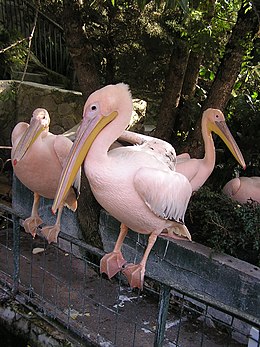 Рожевий пелікан, Ялтинський зоопарк