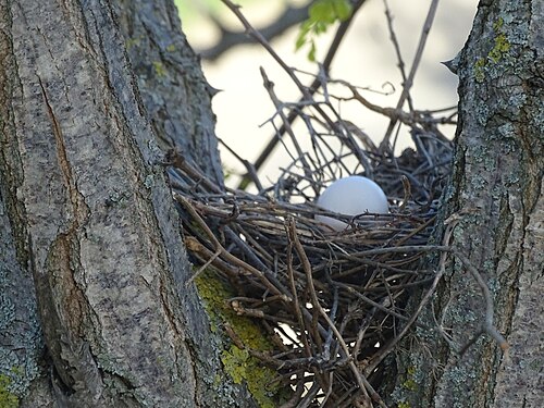 Oeuf de Tourterelle - Dove egg