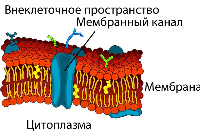 Белки каналы