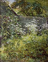 Corner Overgrown Garden. Aegopodium-grass 1884