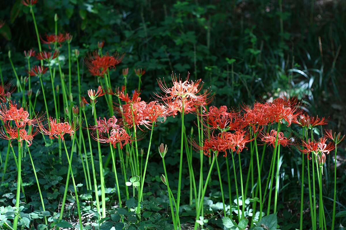 Ликорис выращивание. Ликорис. Spikes Lycoris Radiata. Lycoris straminea. Lycoris Mushroom.