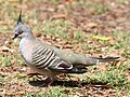 (1)Crested Pigeon 005.jpg