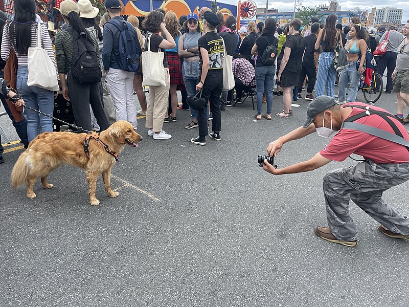 File:06 18 2022 Mermaid Parade golden retriever photographer.jpg