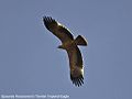 Aquila adalberti in flight (cat.)