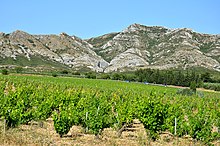 Alpillen in der Nähe von Les Baux-de-Provence, Weinreben
