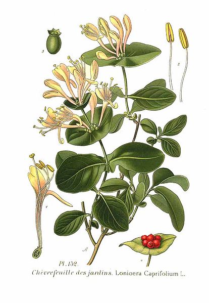 File:152 Lonicera caprifolium L.jpg