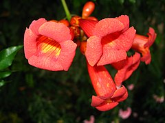 kultivaro de la amerika grimptrumpeto (Campsis radicans)