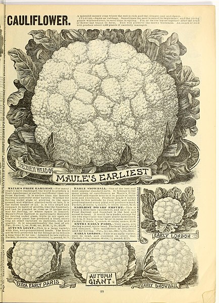 File:1900 Maule's seed catalogue (Page 25) BHL42541401.jpg