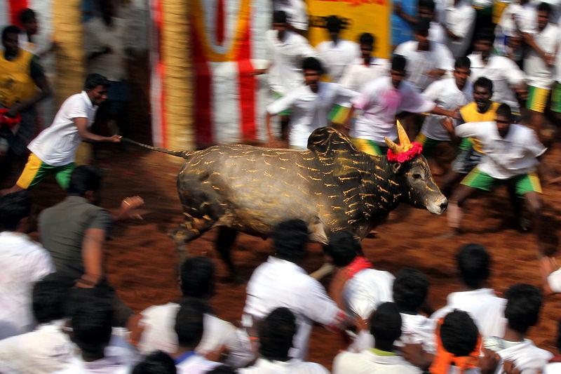 File:1 Jallikattu Non-violent bull fighting taming folk sport Tamil Nadu India.jpg