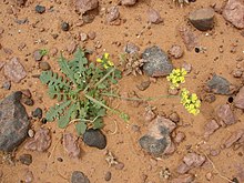 2009 Mai, Erfoud, Marokko, Limonium bonduellei.jpg