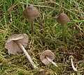 Entoloma conferendum