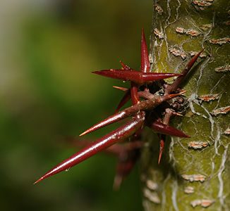 Gleditsia triacanthos spines