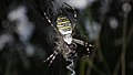 Wespenspinne, Weibchen - Argiope bruennichi