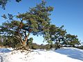 Nederlands: Korte Duinen met sneeuw en grove den Pinus sylvestris