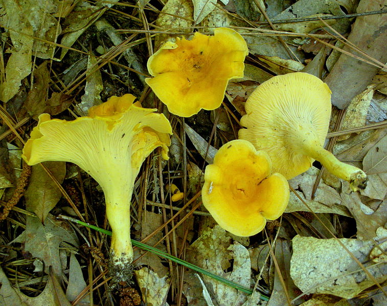 File:2014-06-13 Cantharellus lateritius (Berk.) Singer 431139.jpg