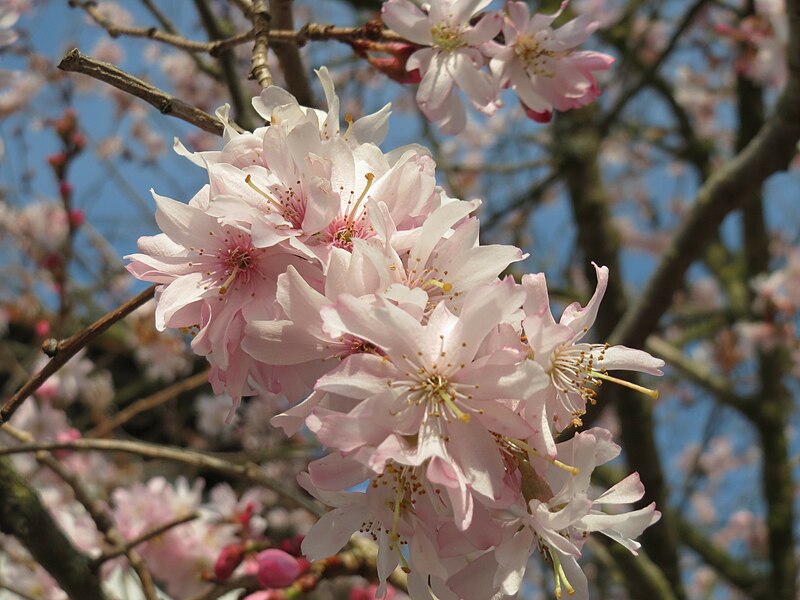 File:20150318Prunus serrulata3.jpg