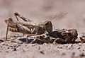 Brauner Grashüpfer - Chorthippus brunneus, Weibchen